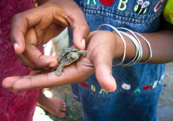 Sarai holds a baby turtle found in the backyard. 